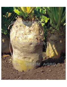 Seminte Craite Pitice 0,3 g|Deltavet Shop